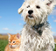 Annonces d'animaux